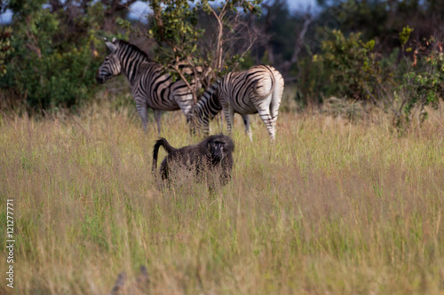 Baboon and Zebras