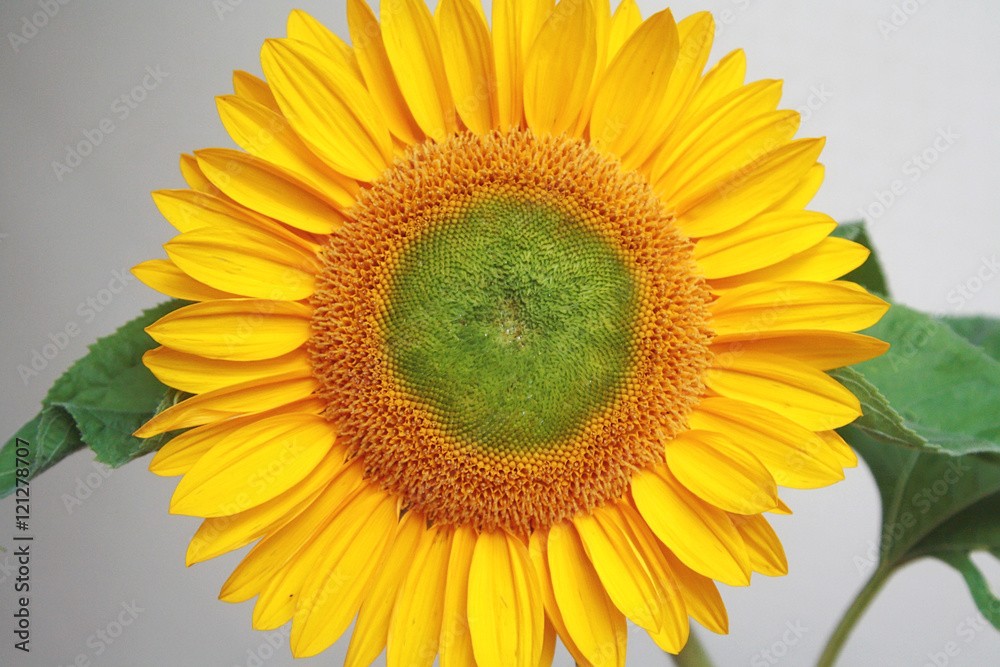 Fototapeta premium Sunflower