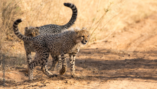 Fototapeta Naklejka Na Ścianę i Meble -  Cheetah cubs
