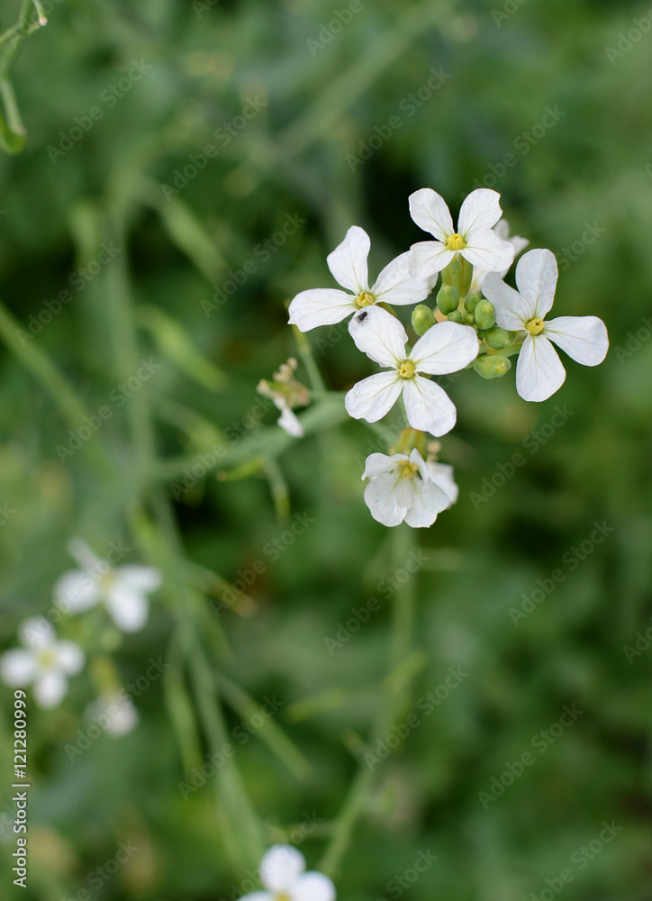 radish flower radish flower