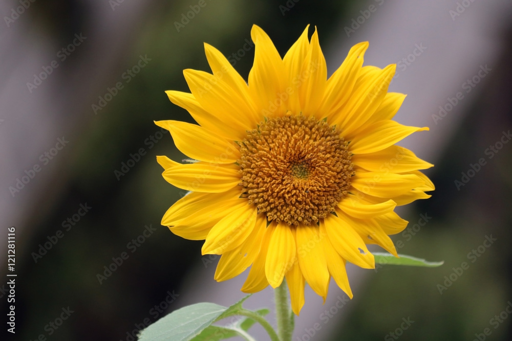 Sonnenblume Sonnenblume