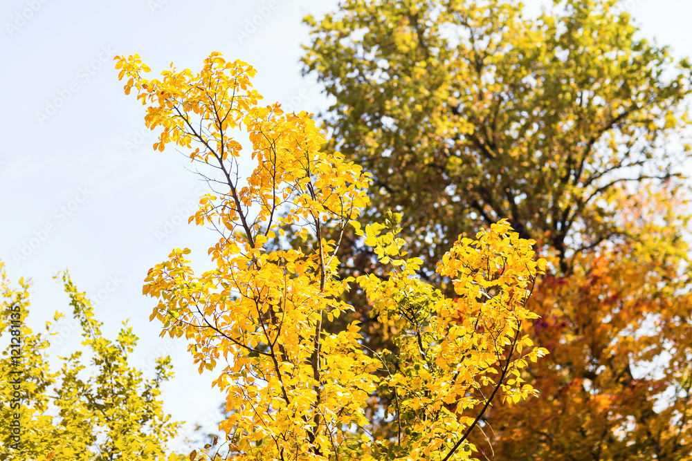 fall leaves trees, autumn concept