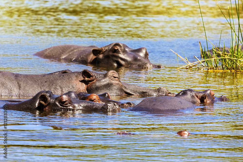 Common hippopotamus (Hippopotamus amphibius) or hippo. South Africa, Kruger National Park Common hippopotamus (Hippopotamus amphibius) or hippo. South Africa, Kruger National Park