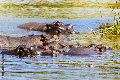 Common hippopotamus (Hippopotamus amphibius) or hippo. South Africa, Kruger National Park © WitR