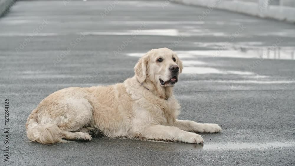 Slow motion shot of cute golden retriever with wet fur lying on pavement at rainy day, hearing something and start running Slow motion shot of cute golden retriever with wet fur lying on pavement at rainy day, hearing something and start running