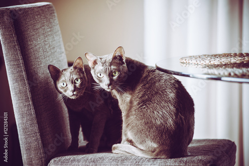 Fotografie Female and Male Korat Cats