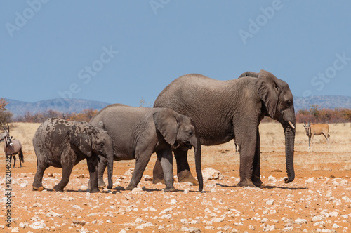 Elefanten im Etosha-Nationalpark  Namibia