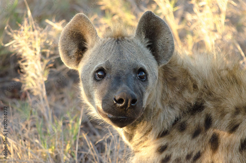 Hyena Hyena