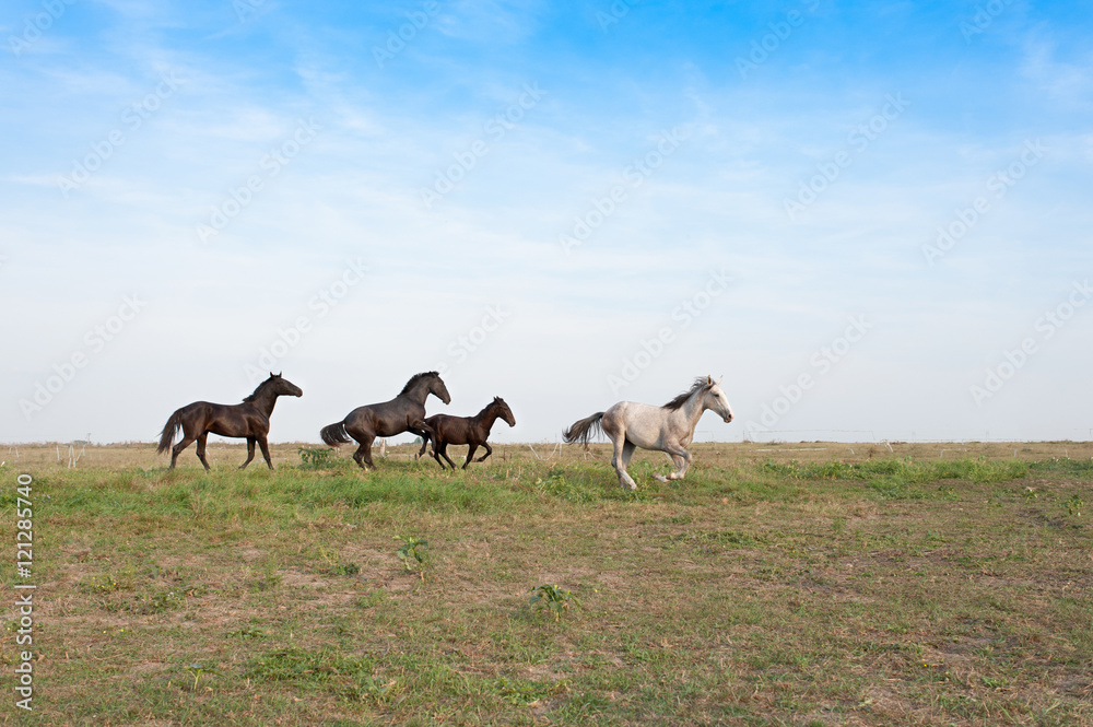 Naklejka premium Horses galloping