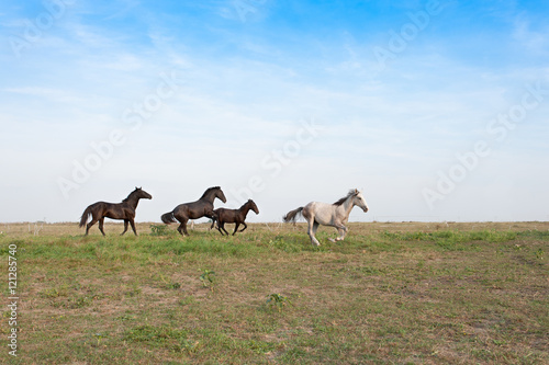 Horses galloping