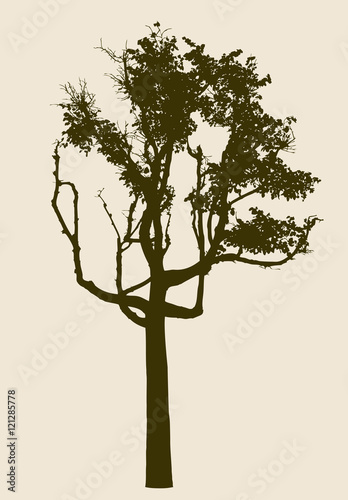 silhouette of an old deciduous tree