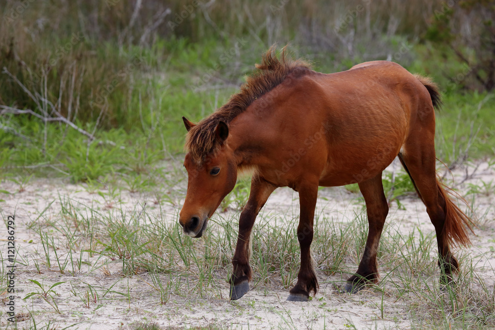 The Wild Horses of Shackleford Banks The Wild Horses of Shackleford Banks