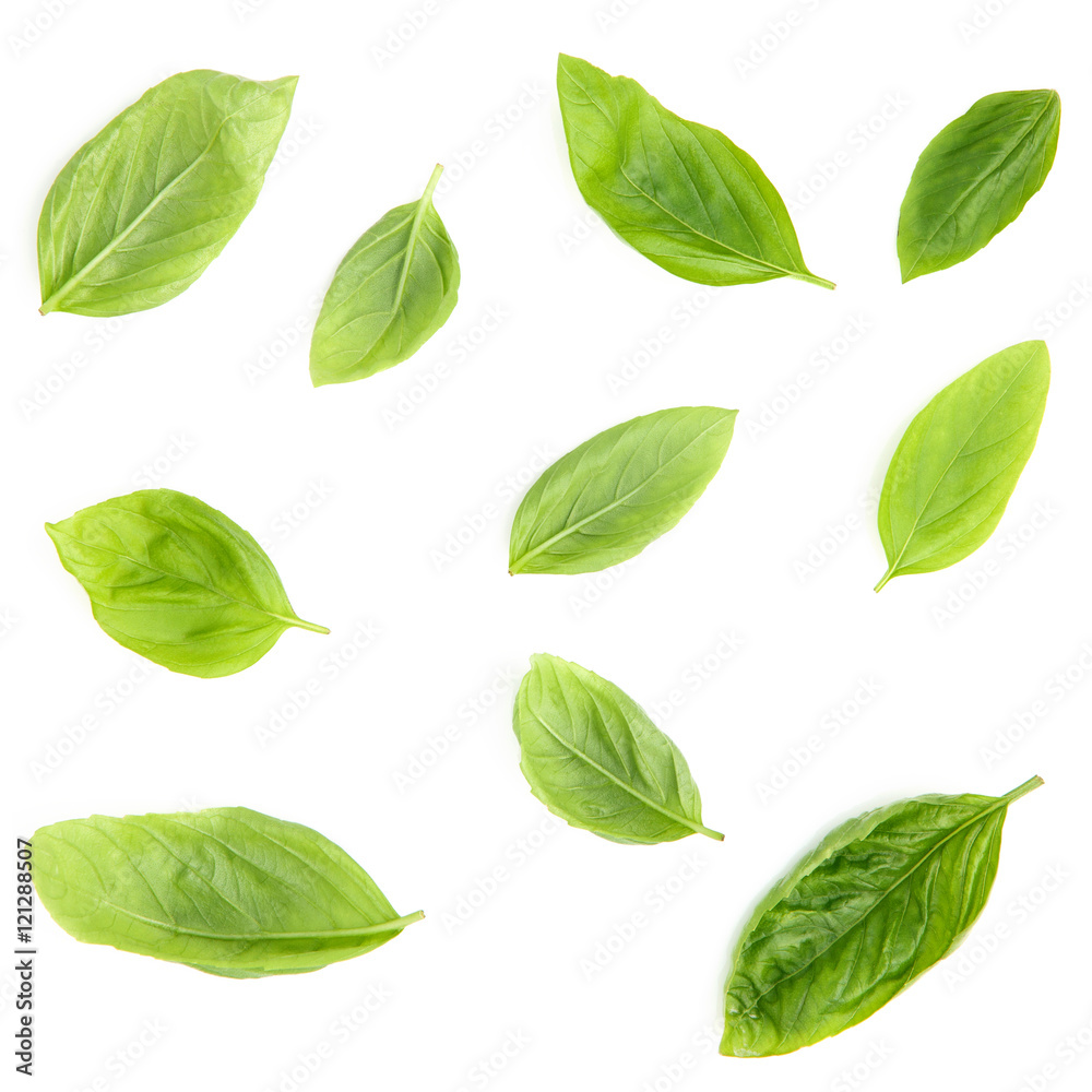 Fresh sweet basil leaves isolated on white background. Sweet bas Fresh sweet basil leaves isolated on white background. Sweet bas