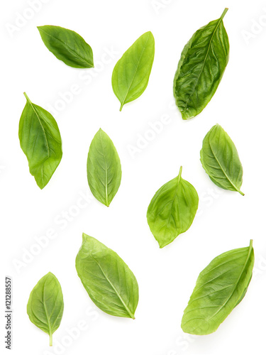 Fresh sweet basil leaves isolated on white background. Sweet bas