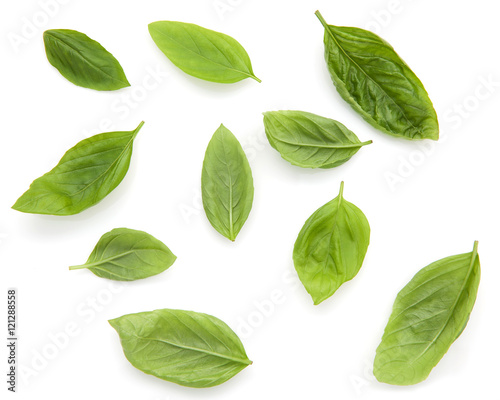 Fresh sweet basil leaves isolated on white background. Sweet bas