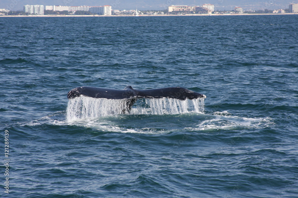 Fototapeta premium Whale Watching