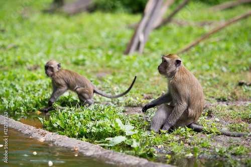 Monkey family at the water.