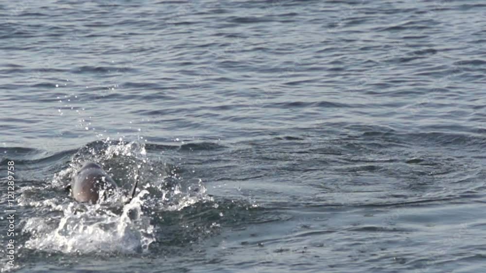 Sea Lions jumping around in the sea in slow motion at the Galapagos Islands, Ecuador Sea Lions jumping around in the sea in slow motion at the Galapagos Islands, Ecuador