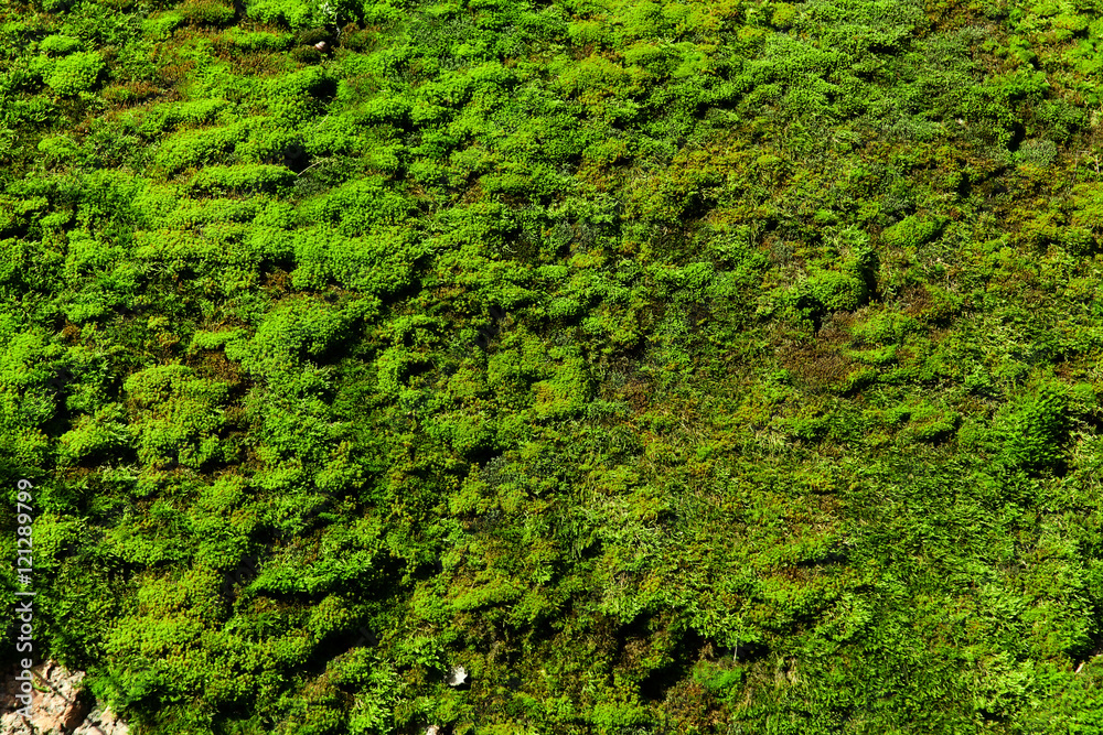 Green moss on the stone texture Green moss on the stone texture