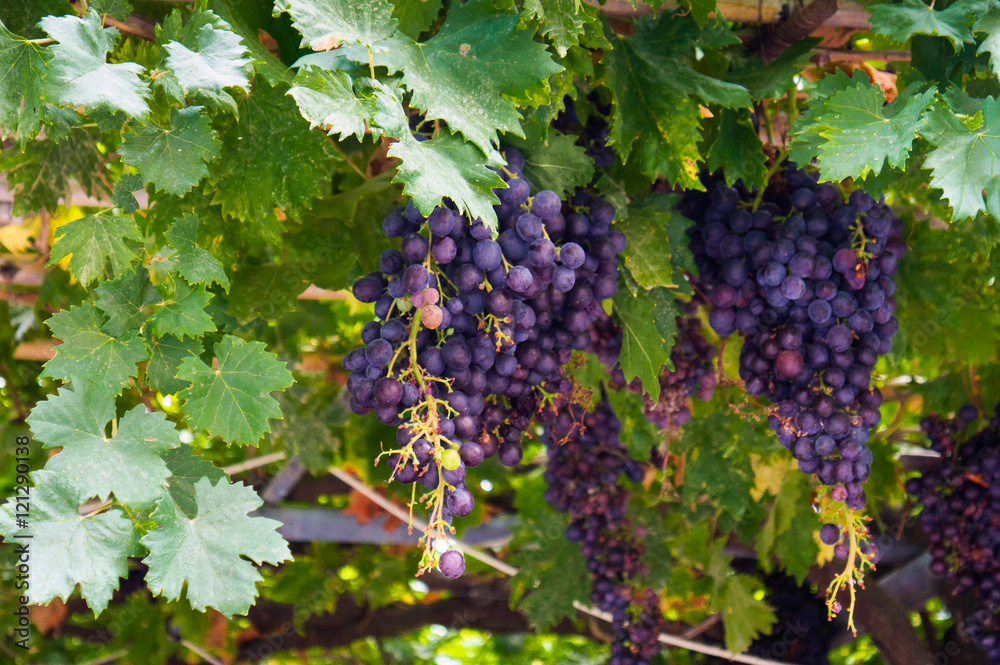 vine with grapes