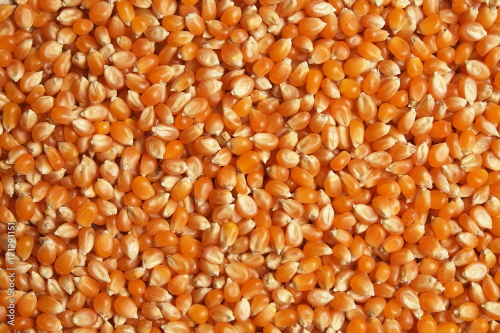 Popcorn grain cereals. Agriculture industry