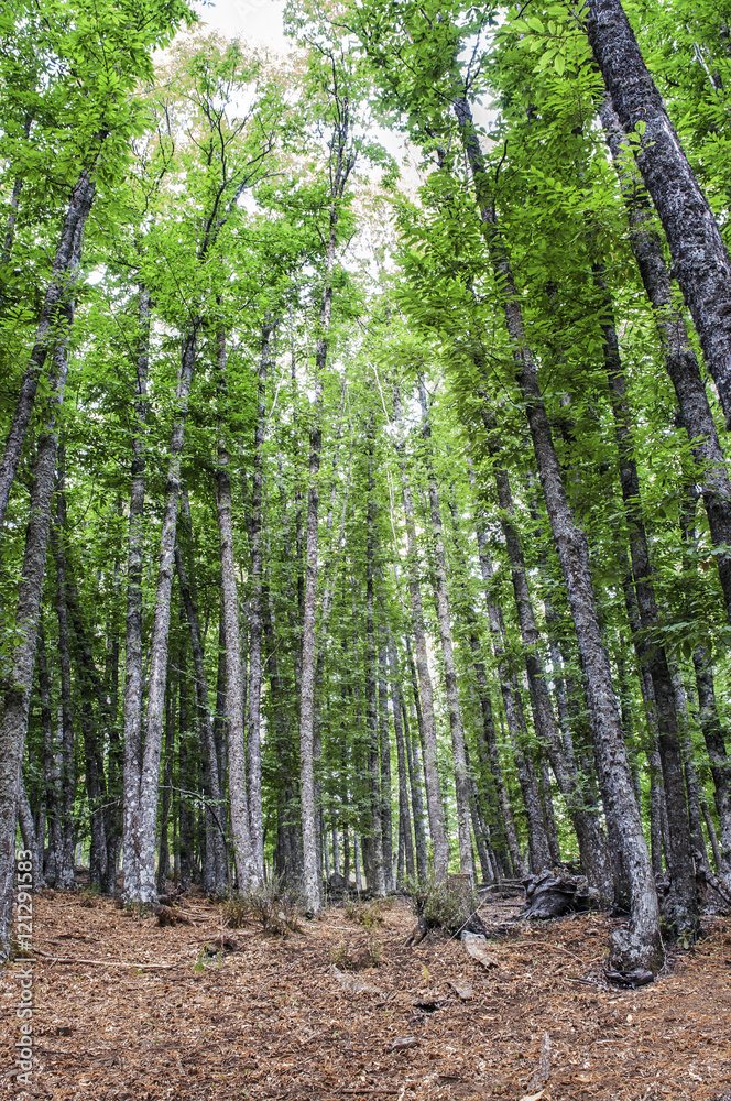 Naklejka premium castañar,el tiemblo,avila,españa