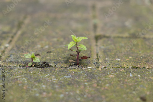 Small plant growing between bricks in paved yard.
