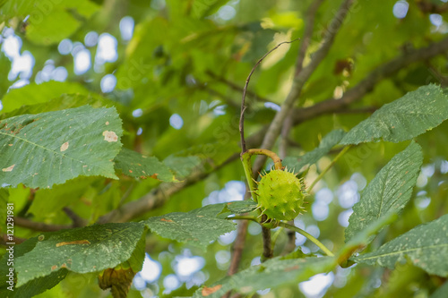 seed case on horse chestnut tree