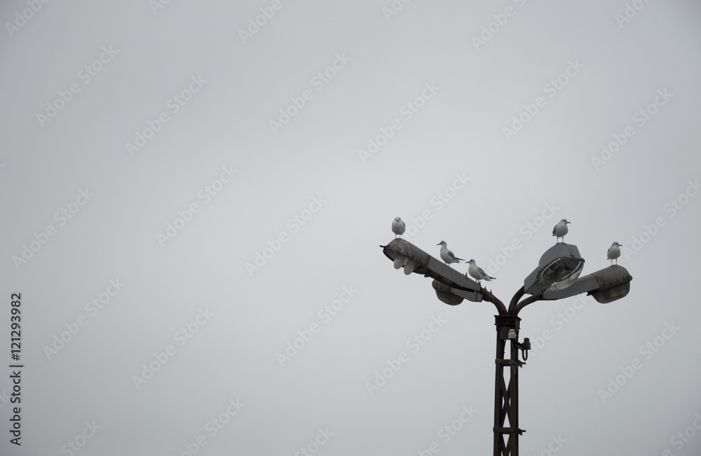 seagulls seagulls
