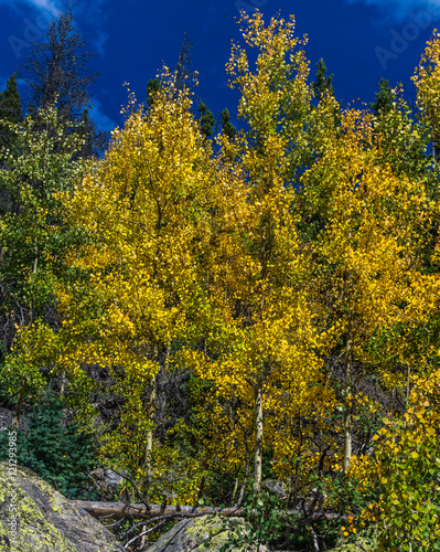 Aspen Trees Changing in Rocky Mountain National Park