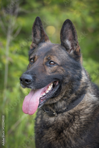 German Shepherd portrait head picture looking to side panting