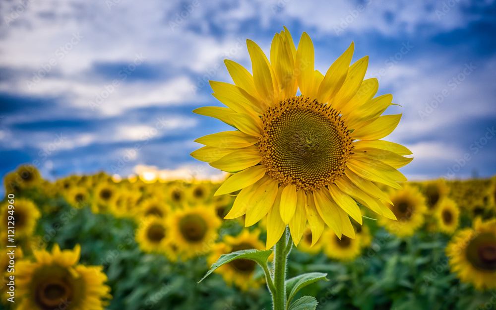 Happy Sunflower