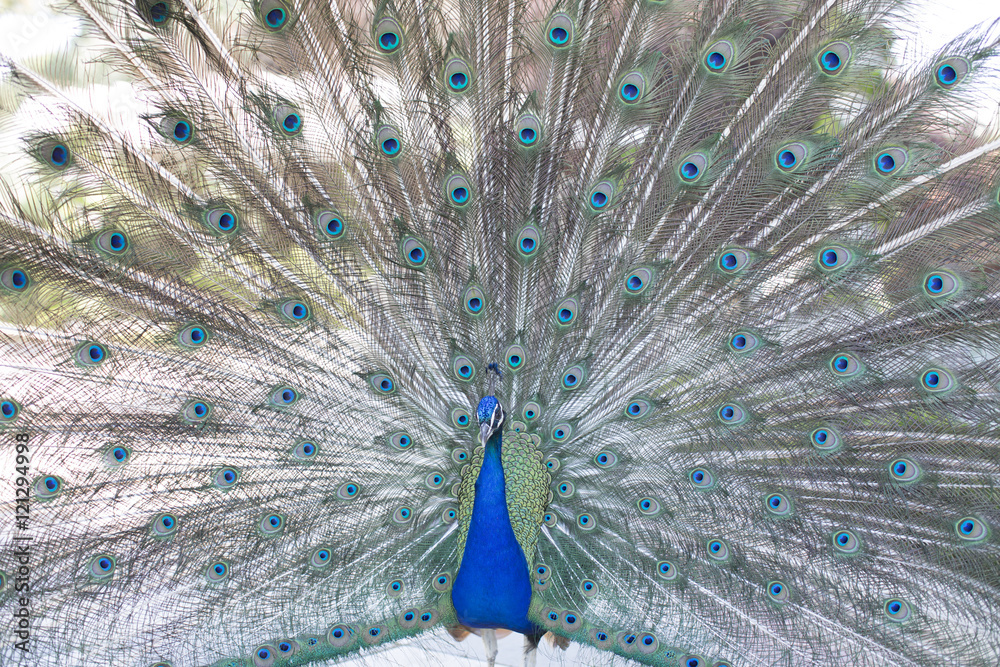 Naklejka premium pavo real