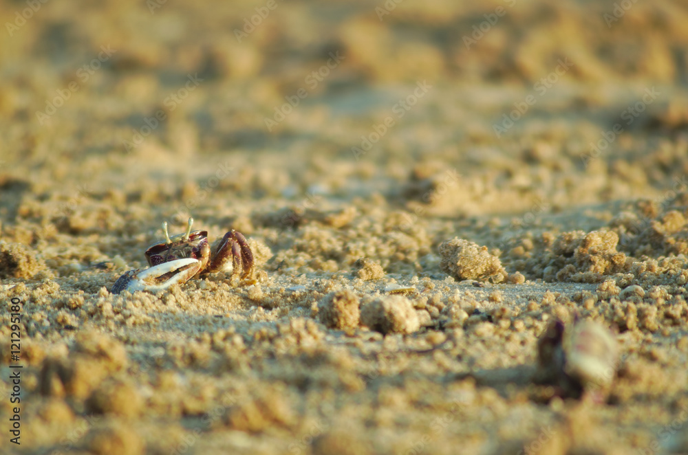 Crabs on the beach sand. Nature and sea life