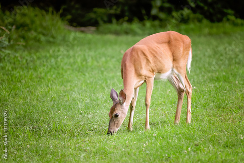 Valokuvatapetti Whitetail deer doe eating grass