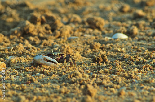 Crabs on the beach sand. Nature and sea life © ADV Photos