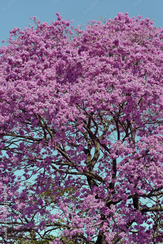 Flowery pink ipe under the cloudless blue sky Flowery pink ipe under the cloudless blue sky