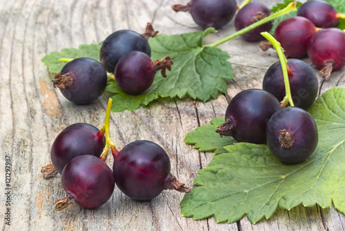 jostabarry (Ribes nidigrolaria 