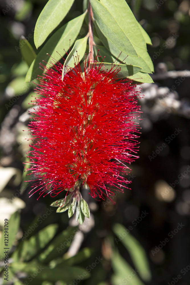 rote Blüte von Pfeifenreiniger rote Blüte von Pfeifenreiniger