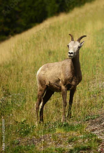 A Big Horn on mountain slopes along Lake Minniwanka