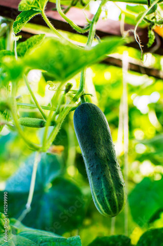 Ripe cucumber growing in garden