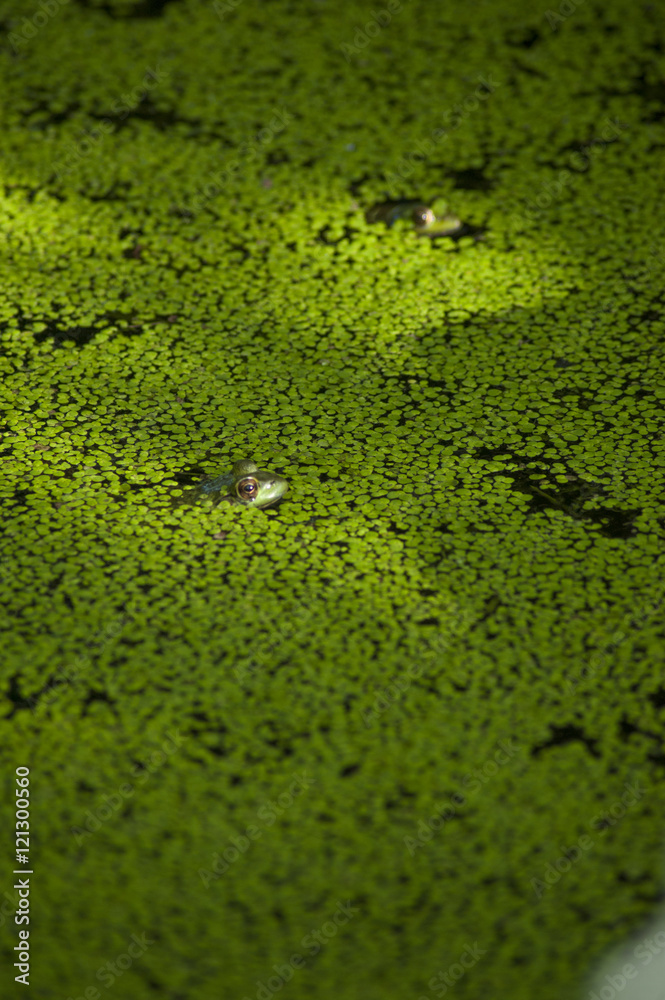 Frogs in a Pond