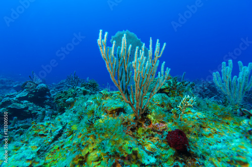 Underwater background with soft and hard corals, Cayo Largo