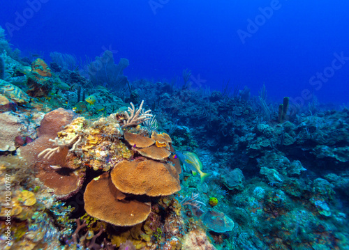 Underwater background with soft and hard corals  Cayo Largo
