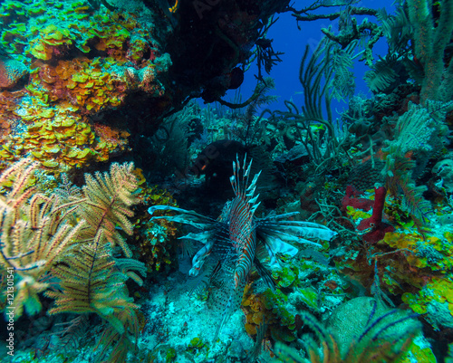 Lionfish  Pterois  near coral s Cayo Largo  Cuba