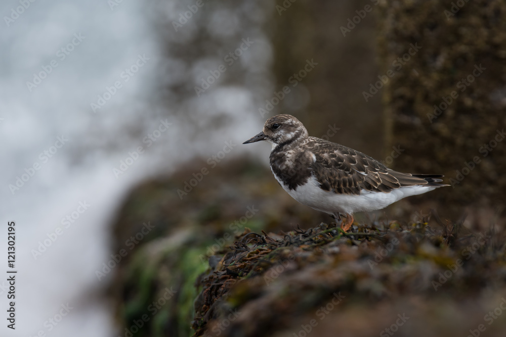 Ruddy Turnstone, Turnstone , Arenaria interpres Ruddy Turnstone, Turnstone , Arenaria interpres