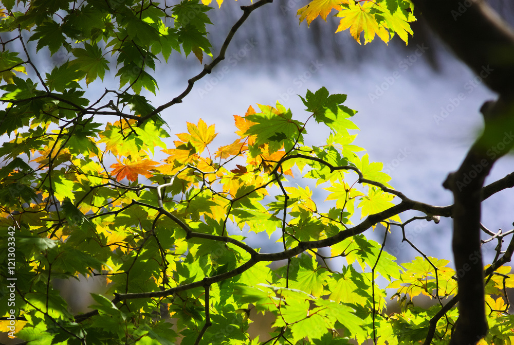 Obraz premium 色づき始めた渓流のモミジ