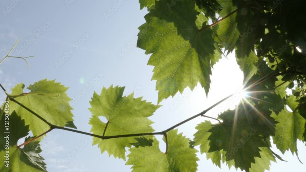 Close-up wine grapes leaves fresh green fruit plant background 2160p 30fps UltraHD footage - Vitis genus young product vines leaf 4K 3840X2160 UHD video Close-up wine grapes leaves fresh green fruit plant background 2160p 30fps UltraHD footage - Vitis genus young product vines leaf 4K 3840X2160 UHD video