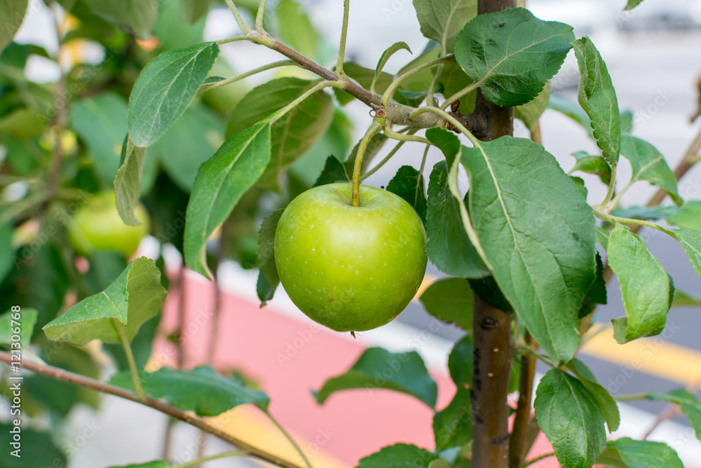 Close-up of green apple on tree