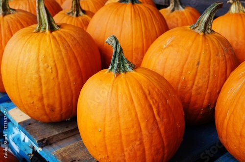 Round orange pumpkins in bulk at the farmers market in the fall